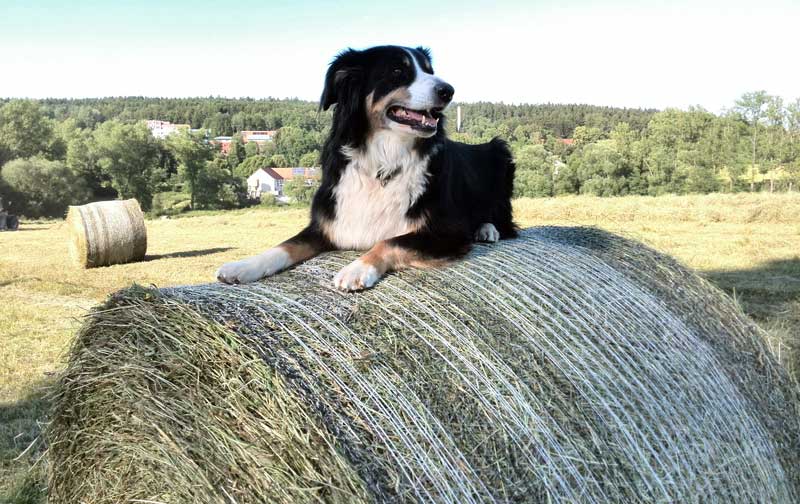 Hund auf Heuballen