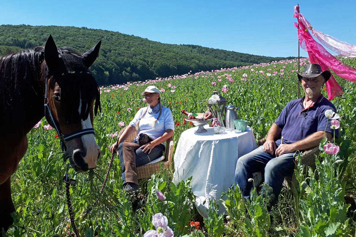 Picknick im Mohnfeld Gäste und Pferd