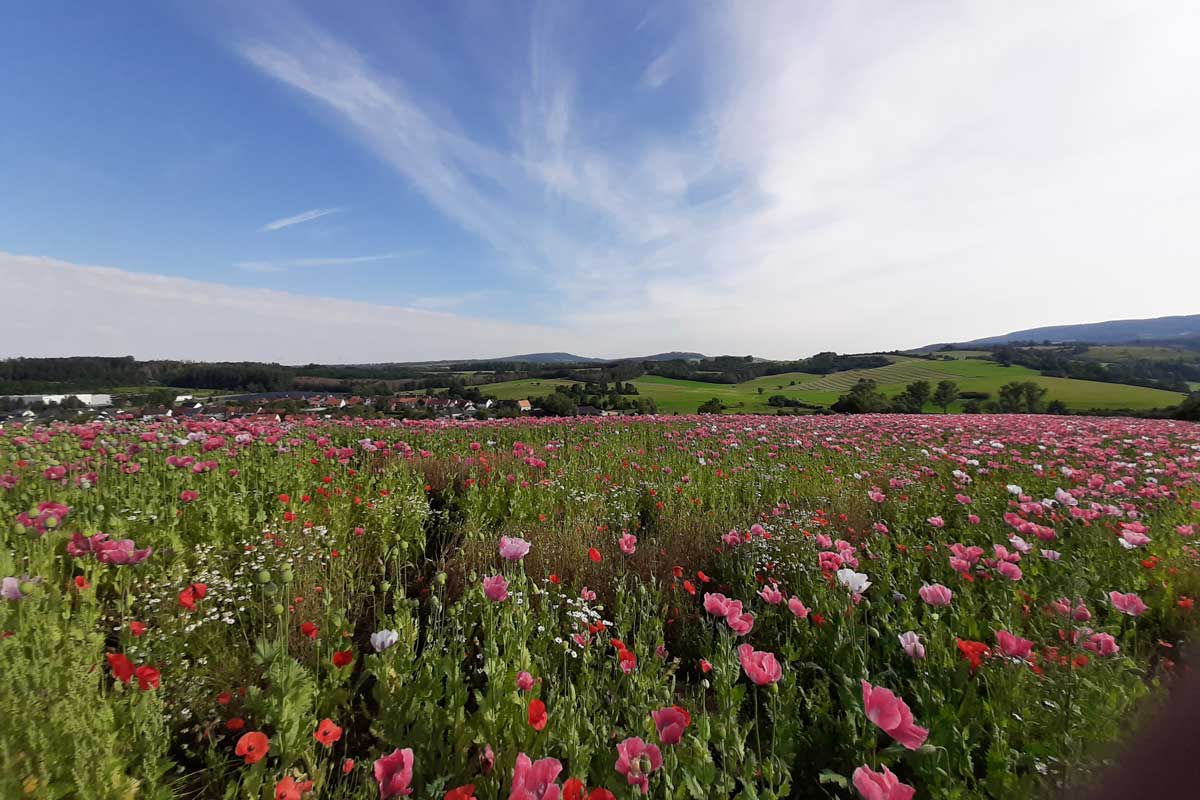 Nordhessische Landschaft, Mohnblüte