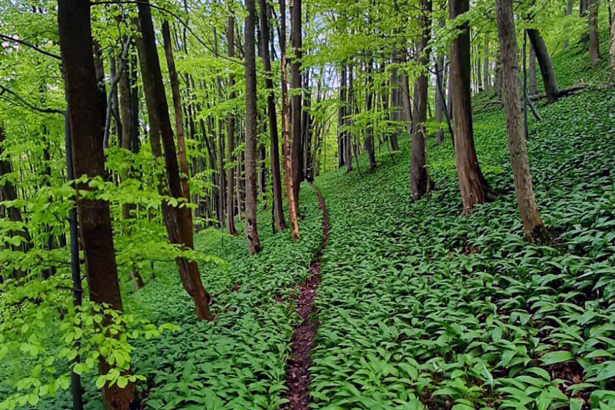 Waldweg